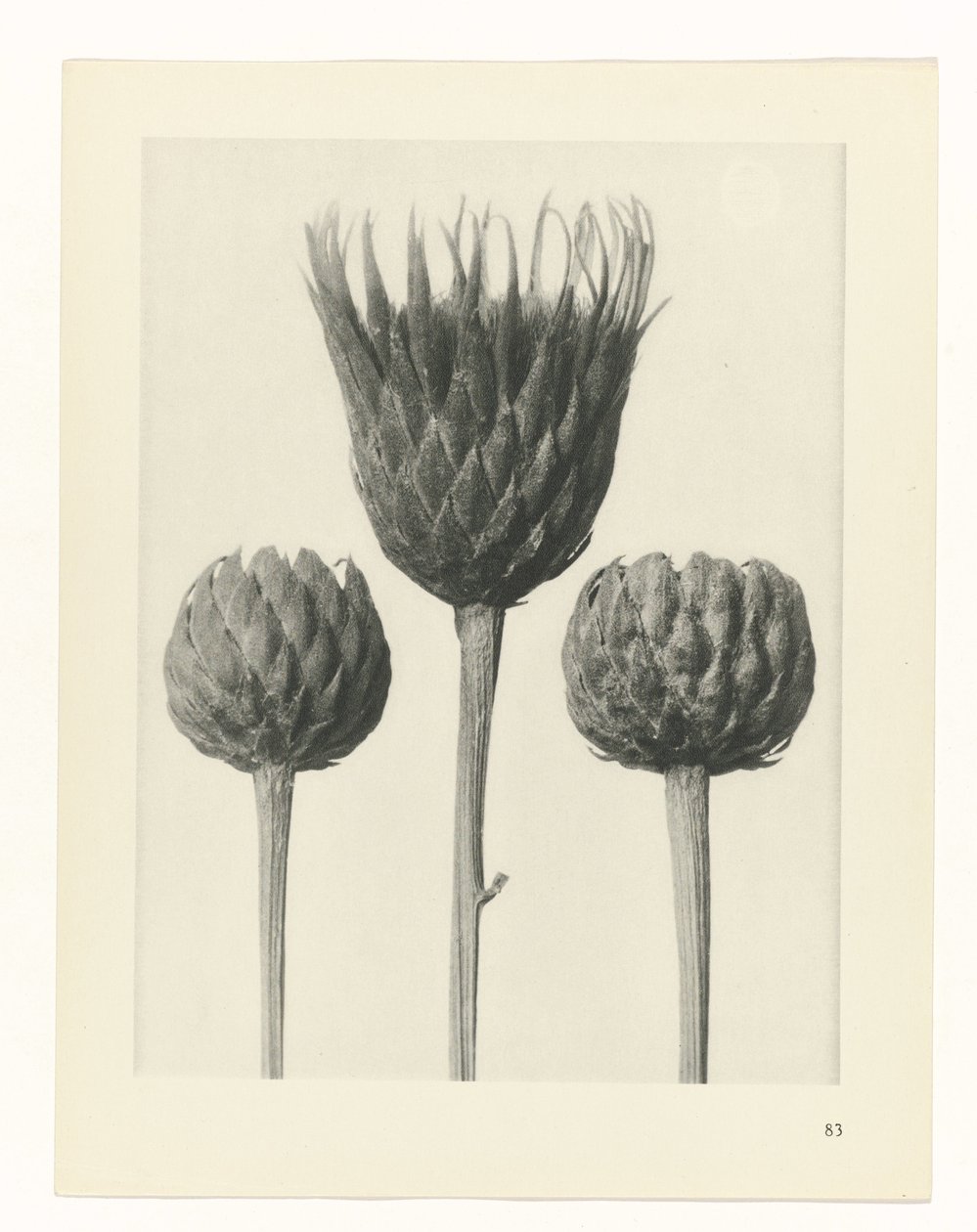 Pflanzenstudie (Urformen der Kunst) von Karl Blossfeldt