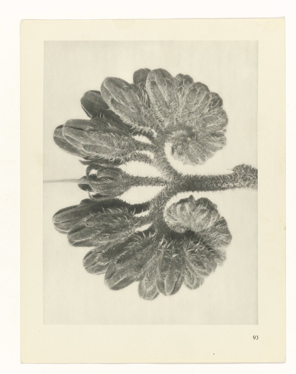 Pflanzenstudie (Urformen der Kunst) von Karl Blossfeldt