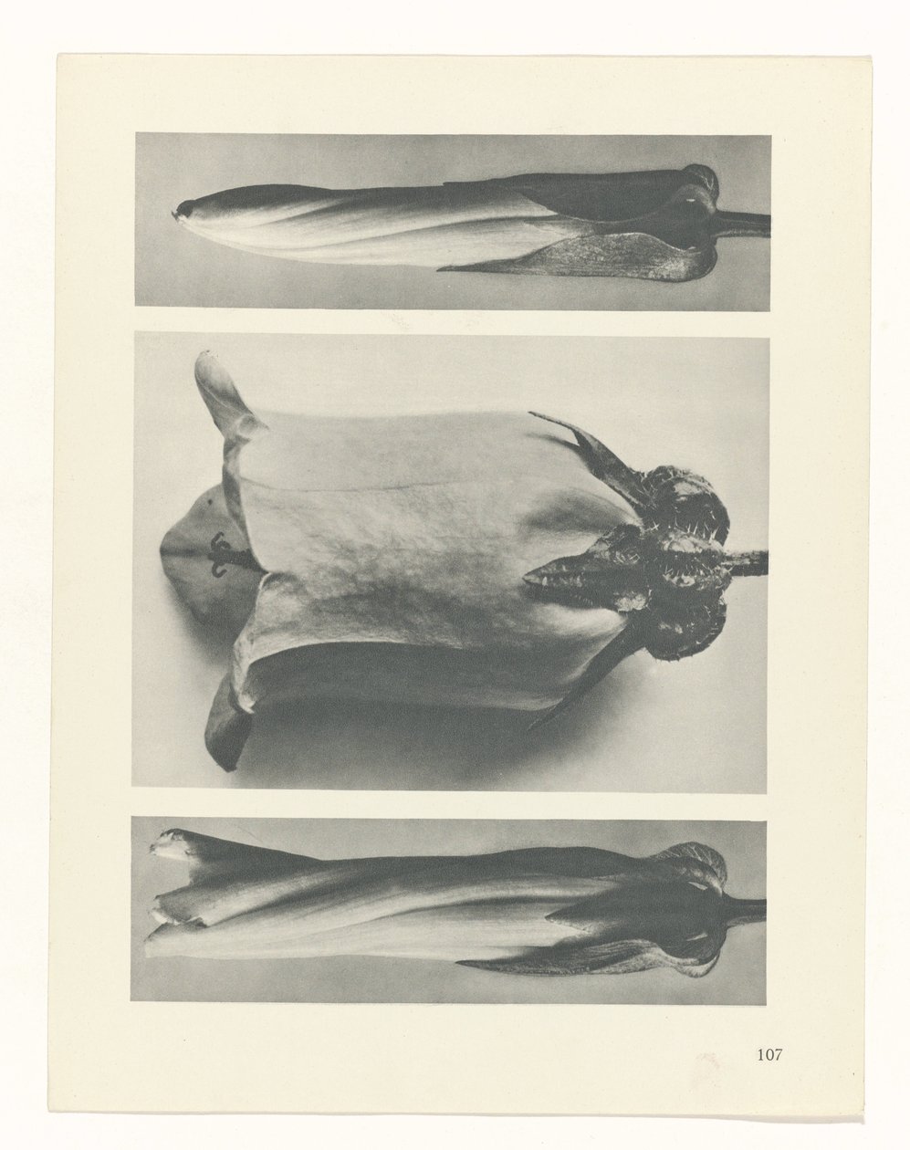 Pflanzenstudie (Urformen der Kunst) von Karl Blossfeldt