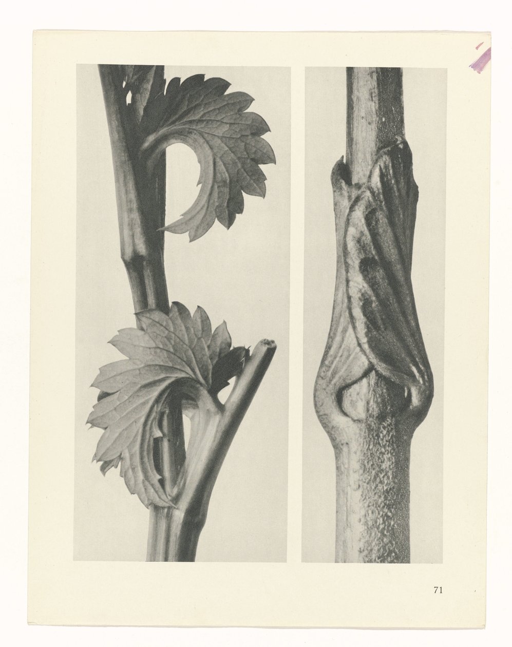 Pflanzenstudie (Urformen der Kunst) von Karl Blossfeldt