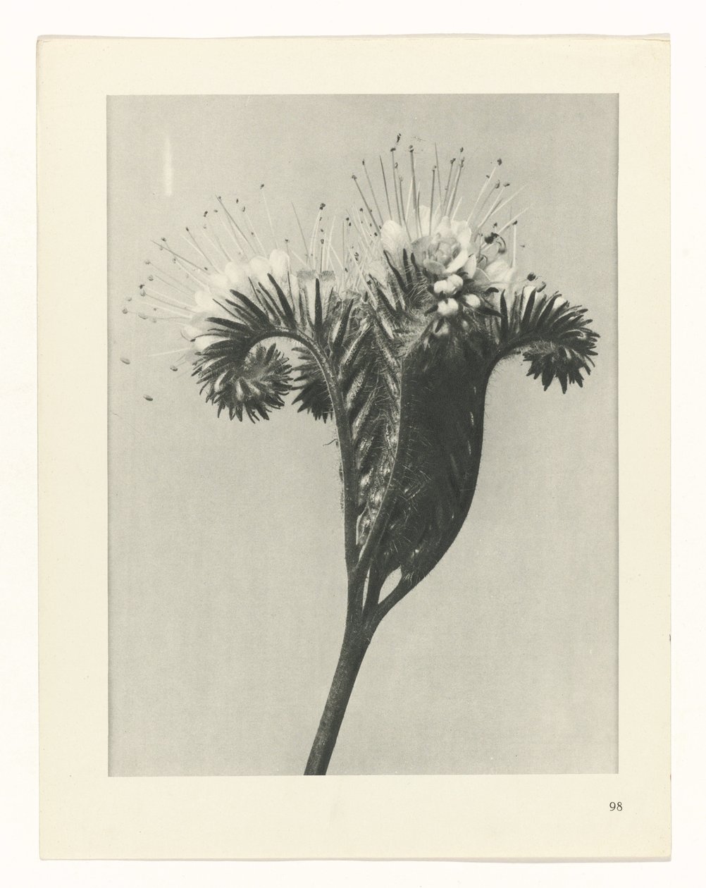 Pflanzenstudie Urformen der Kunst (Serientitel) von Karl Blossfeldt