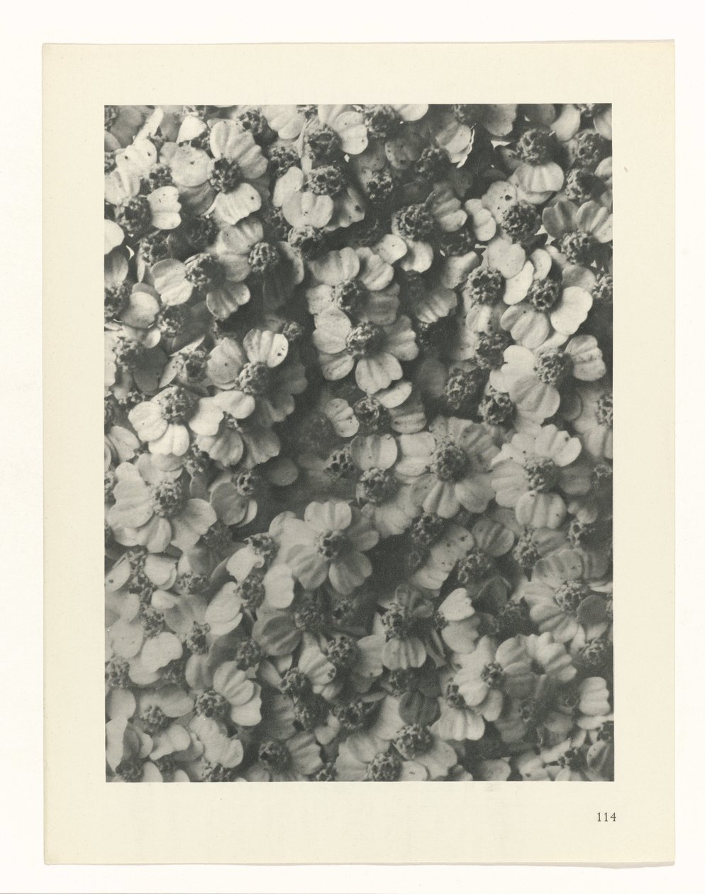Pflanzenstudie Urformen der Kunst (Serientitel) von Karl Blossfeldt