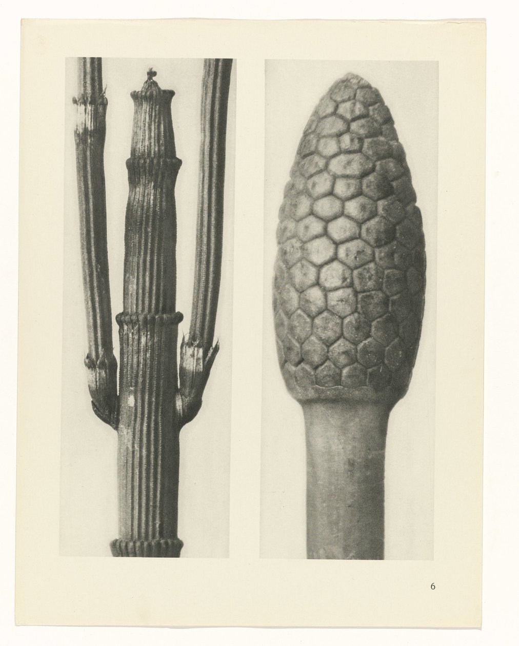 Pflanzenstudie Urformen der Kunst (Serientitel) von Karl Blossfeldt