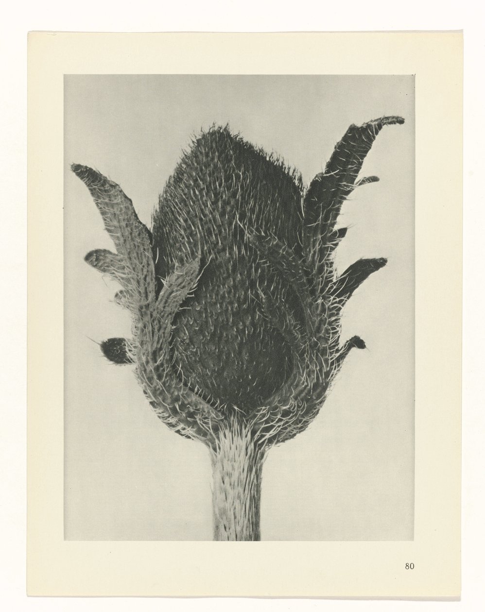 Pflanzenstudie Urformen der Kunst (Serientitel) von Karl Blossfeldt