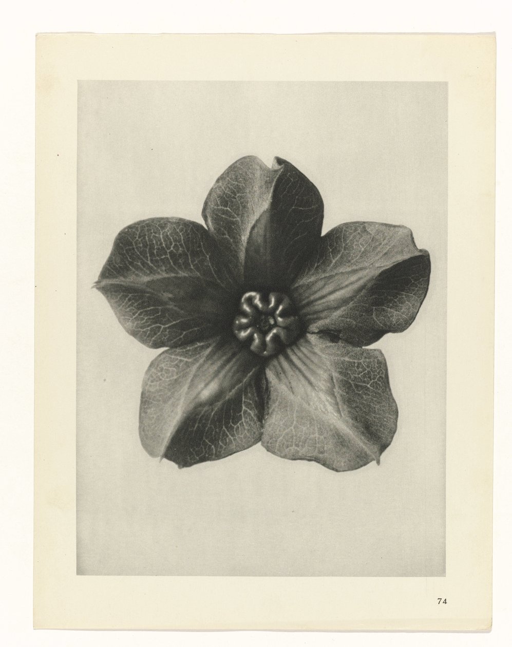 Pflanzenstudie Urformen der Kunst (Serientitel) von Karl Blossfeldt