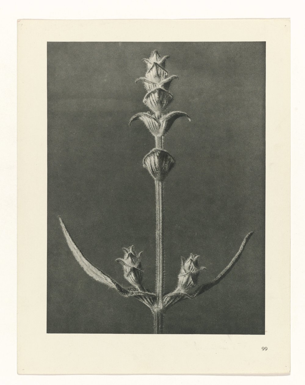 Pflanzenstudie Urformen der Kunst (Serientitel) von Karl Blossfeldt