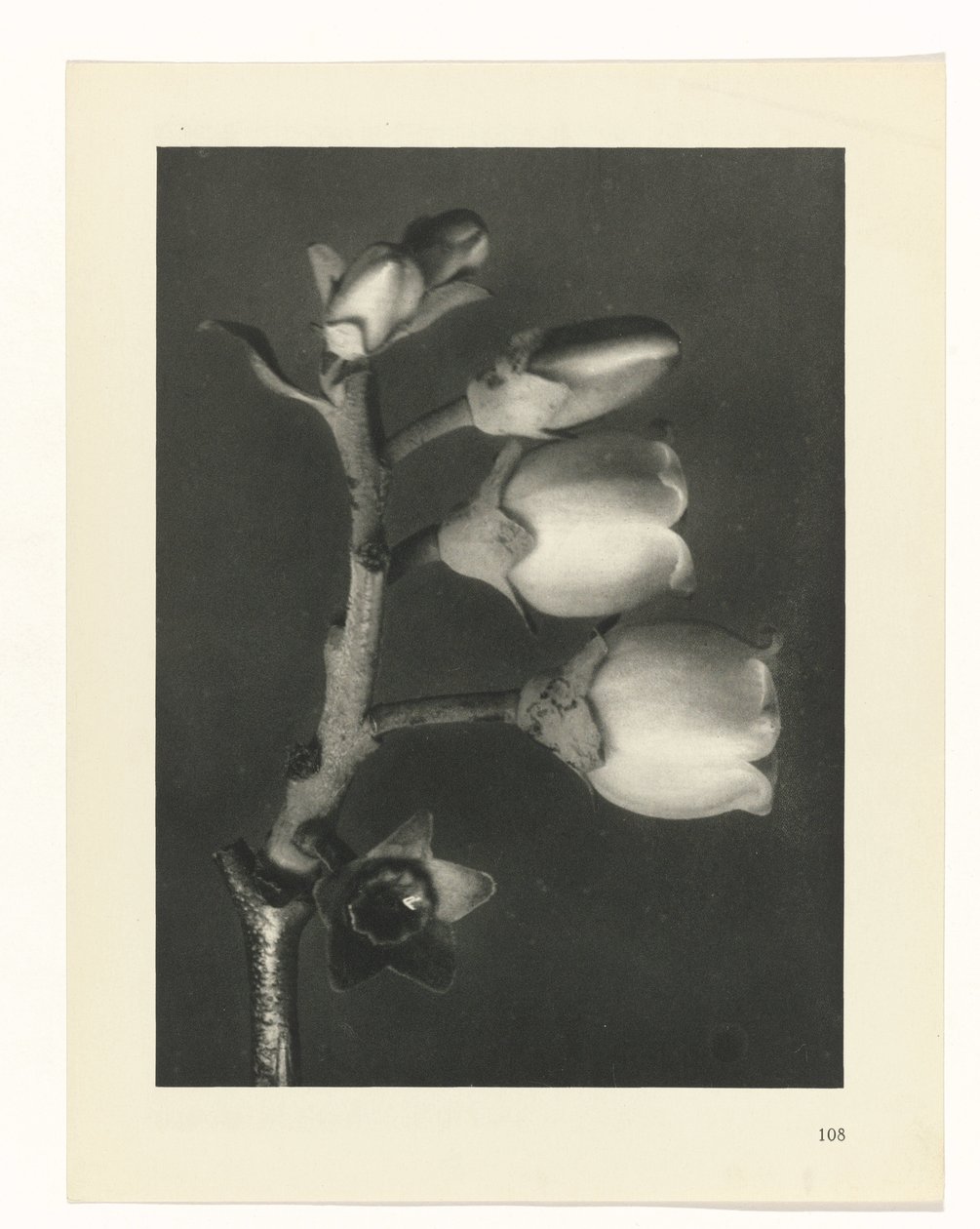 Pflanzenstudie Urformen der Kunst (Serientitel) von Karl Blossfeldt