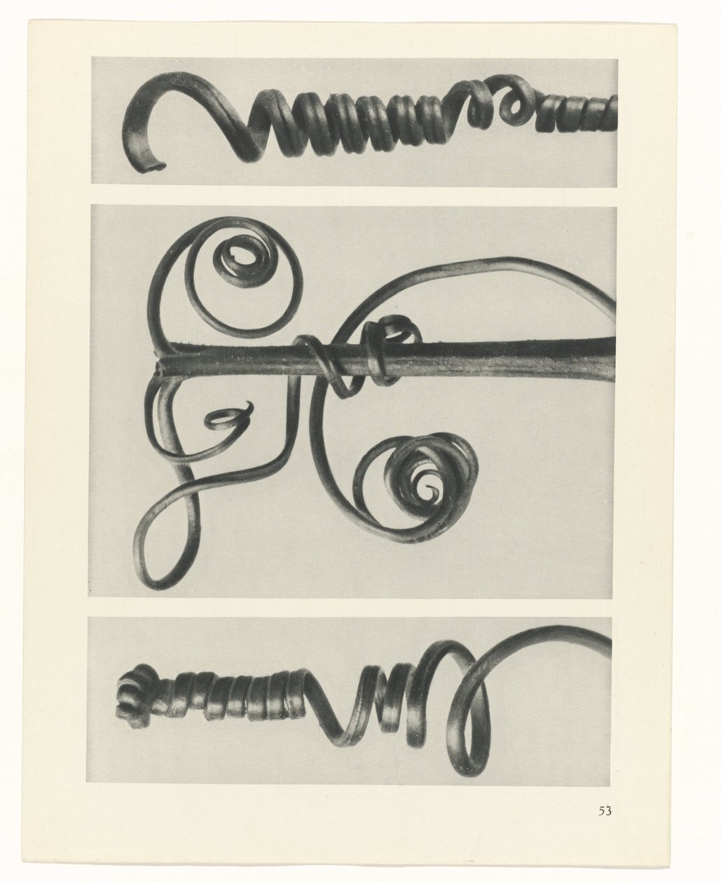 Pflanzenstudie Urformen der Kunst (Serientitel) von Karl Blossfeldt