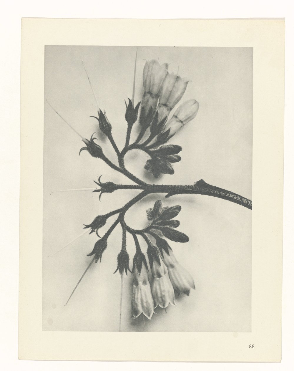 Pflanzenstudie Urformen der Kunst (Serientitel) von Karl Blossfeldt
