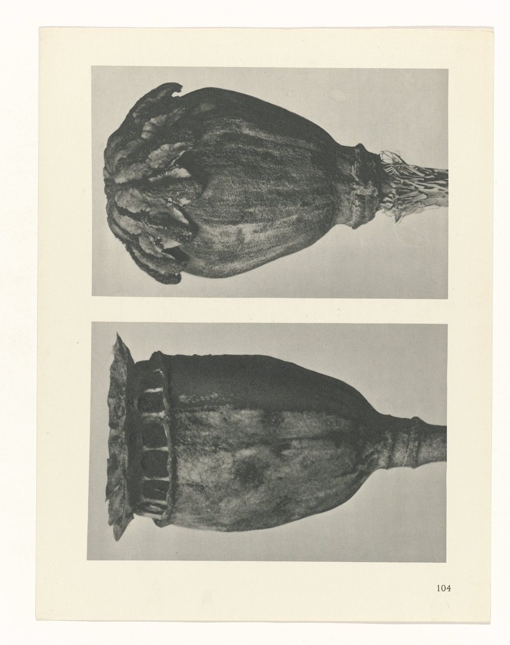 Pflanzenstudie Urformen der Kunst (Serientitel) von Karl Blossfeldt