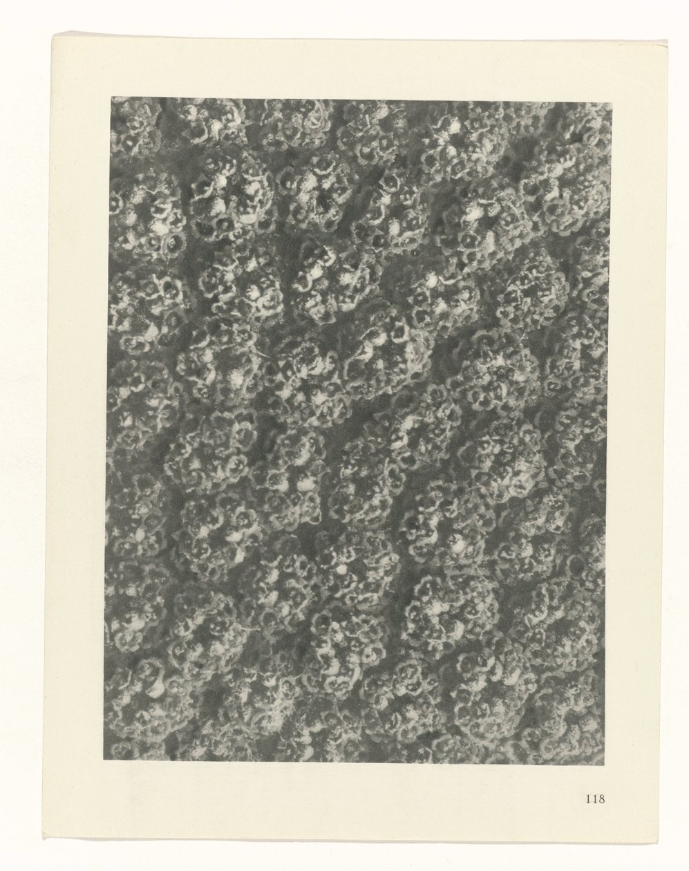 Pflanzenstudie Urformen der Kunst (Serientitel) von Karl Blossfeldt