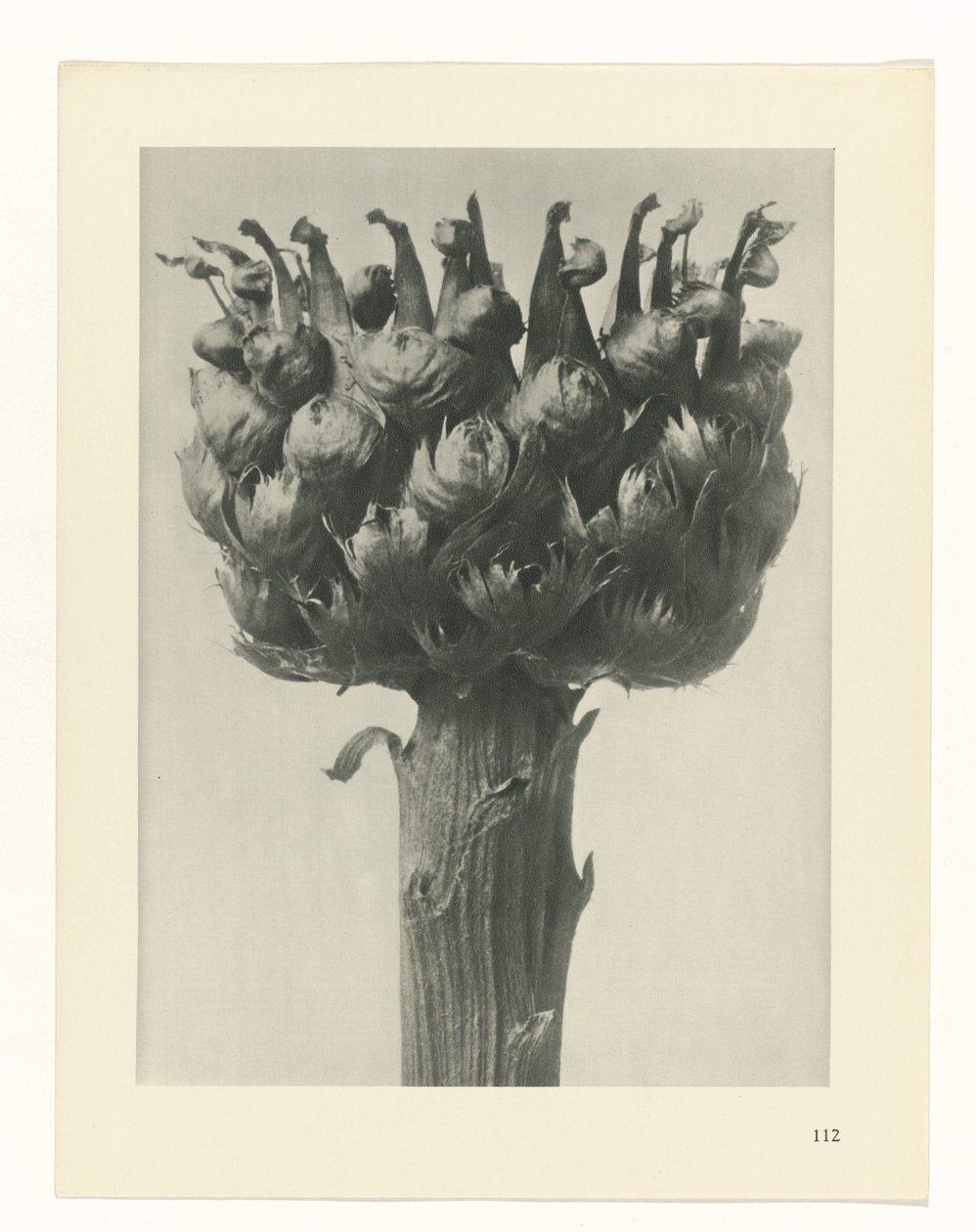 Pflanzenstudie Urformen der Kunst (Serientitel) von Karl Blossfeldt