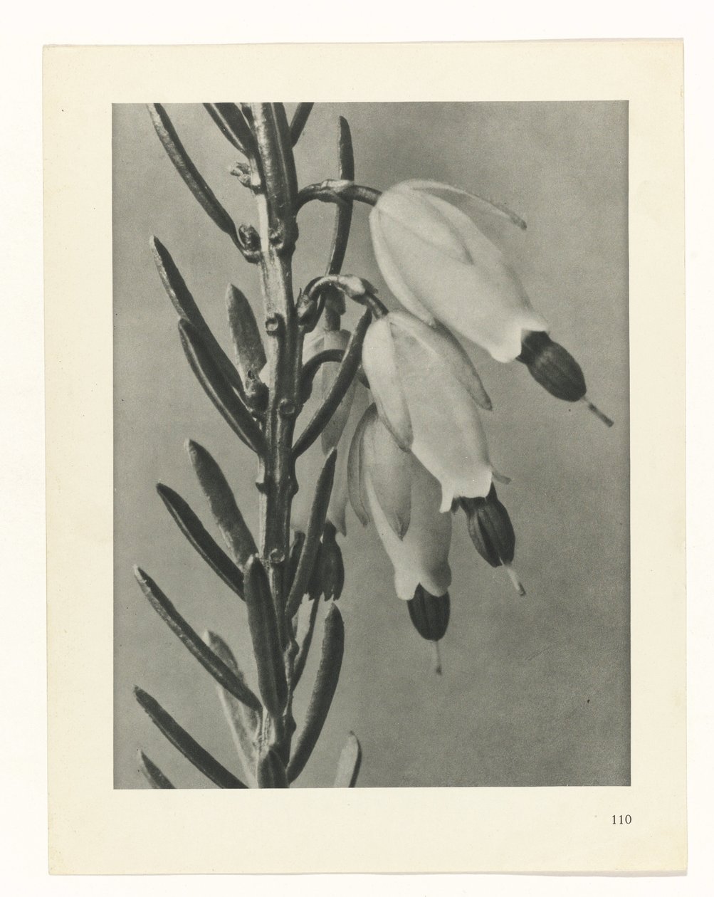 Pflanzenstudie (Urformen der Kunst) von Karl Blossfeldt