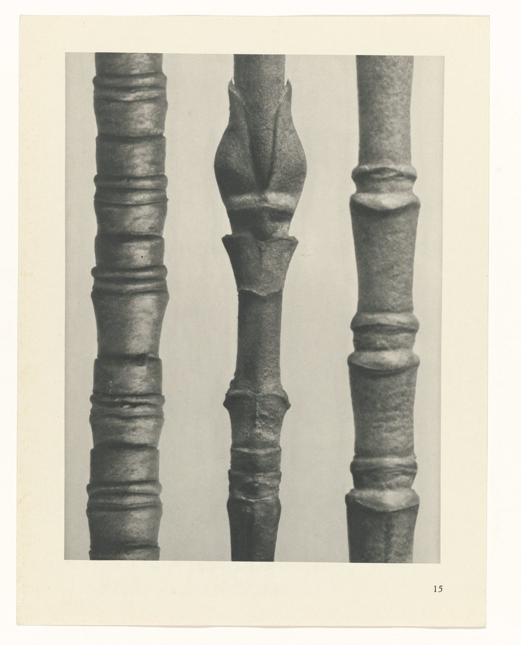 Pflanzenstudie (Urformen der Kunst) von Karl Blossfeldt