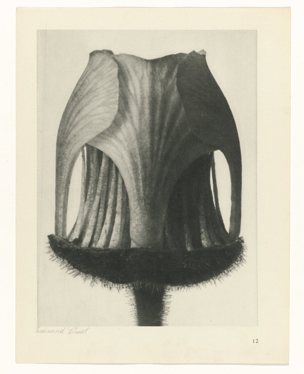 Pflanzenstudie (Urformen der Kunst) von Karl Blossfeldt