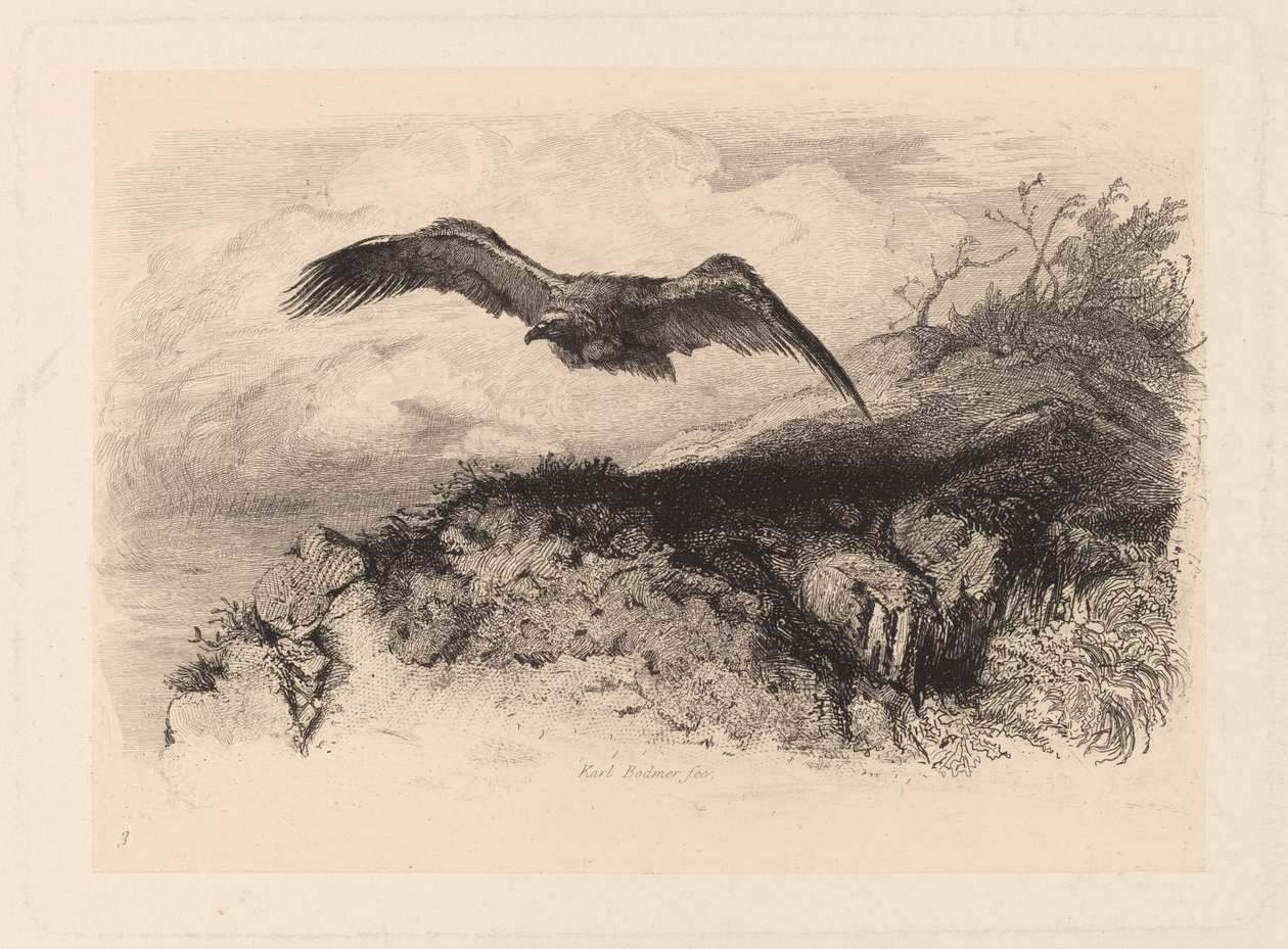 Adler im Flug von Karl Bodmer