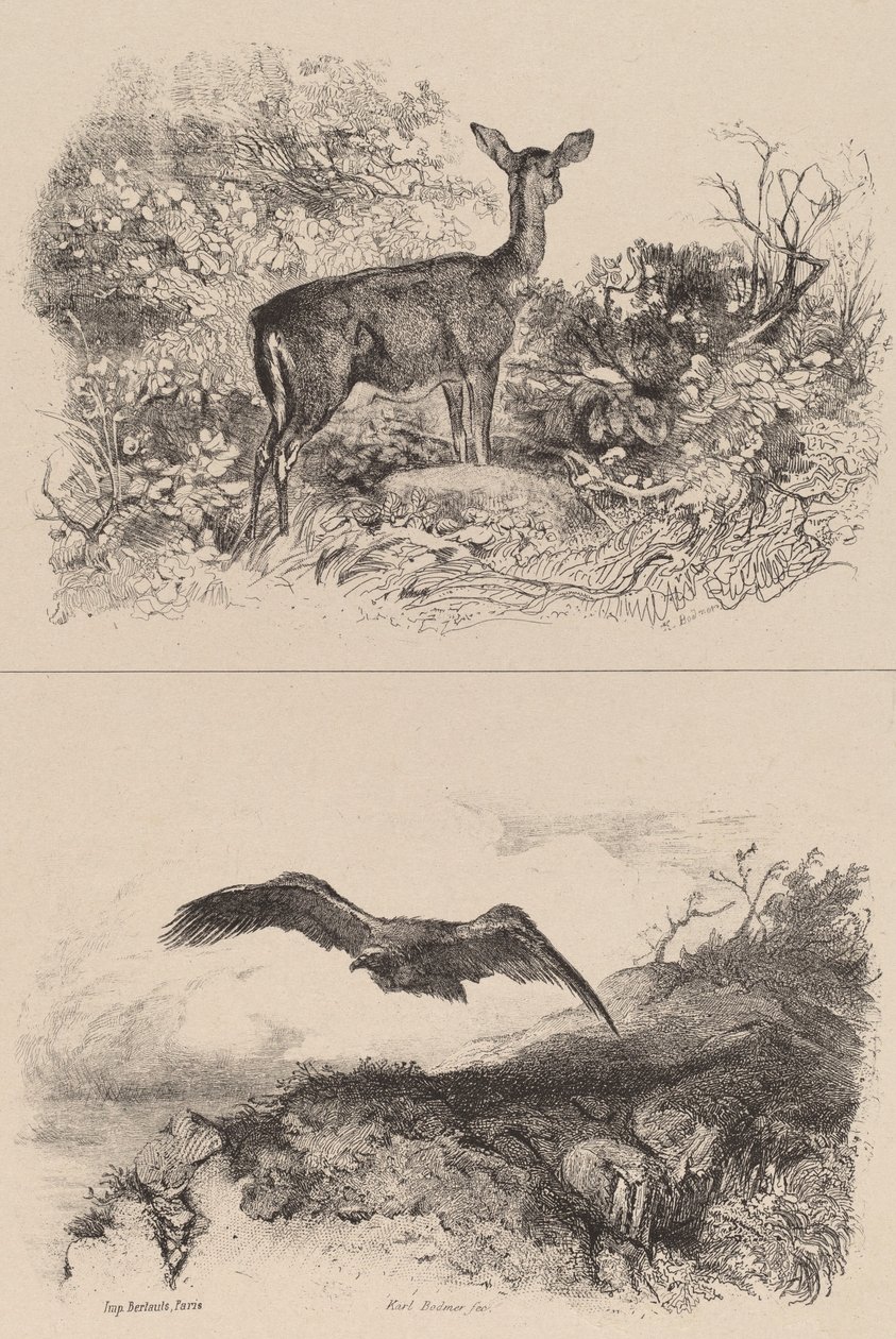 Reh, Adler von Karl Bodmer