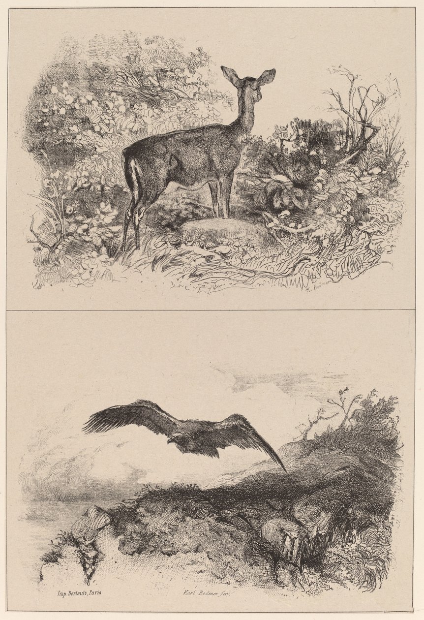 Hirsch, Adler von Karl Bodmer