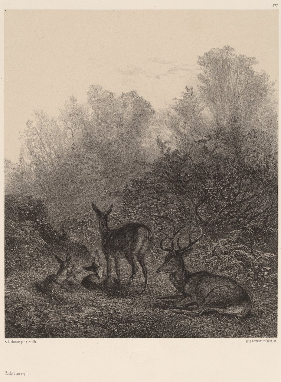 Rehe in Ruhe von Karl Bodmer