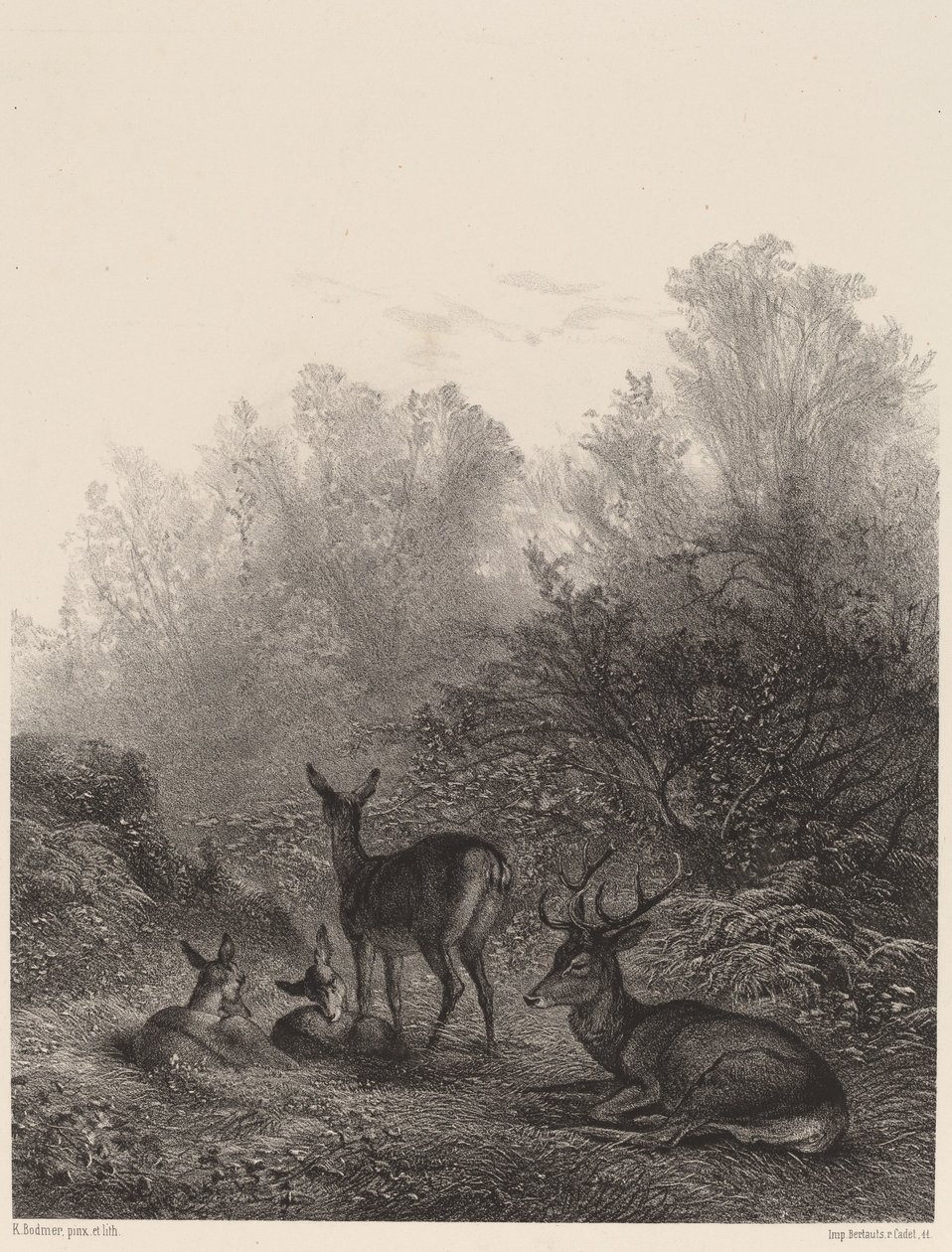 Rehe in Ruhe von Karl Bodmer