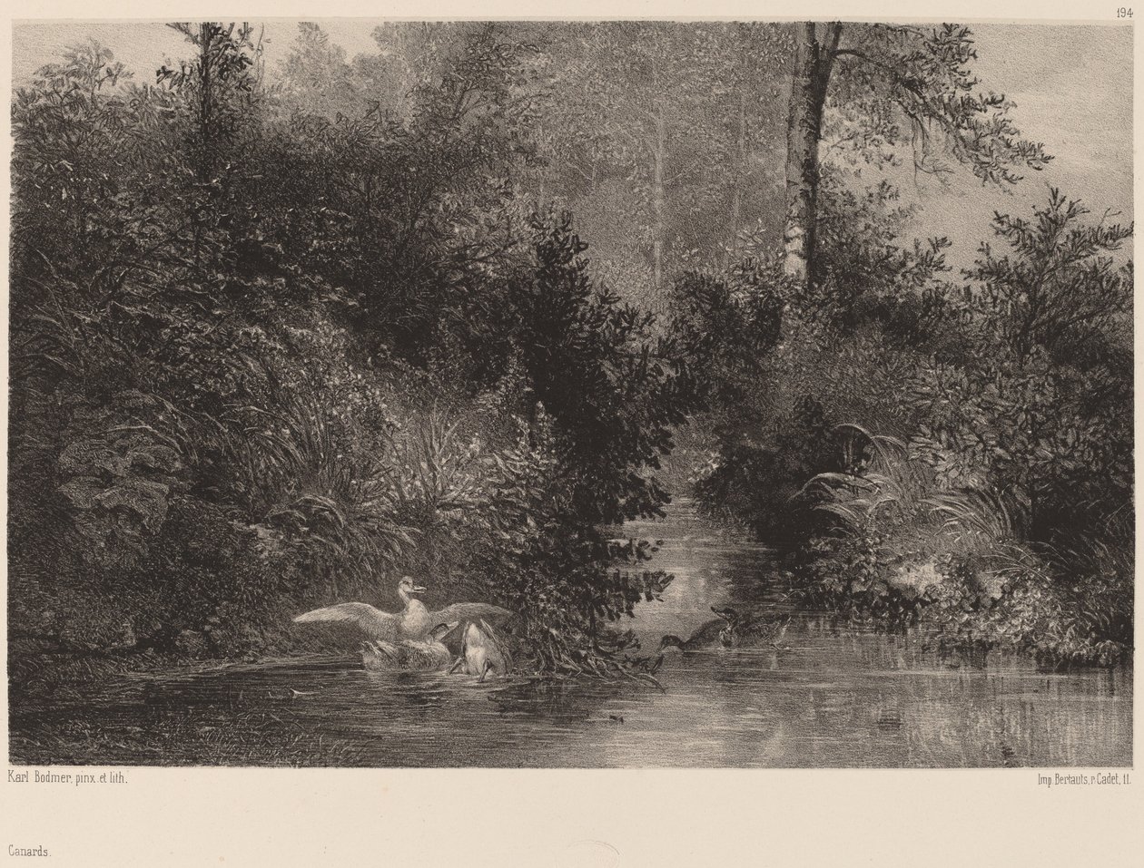 Enten von Karl Bodmer
