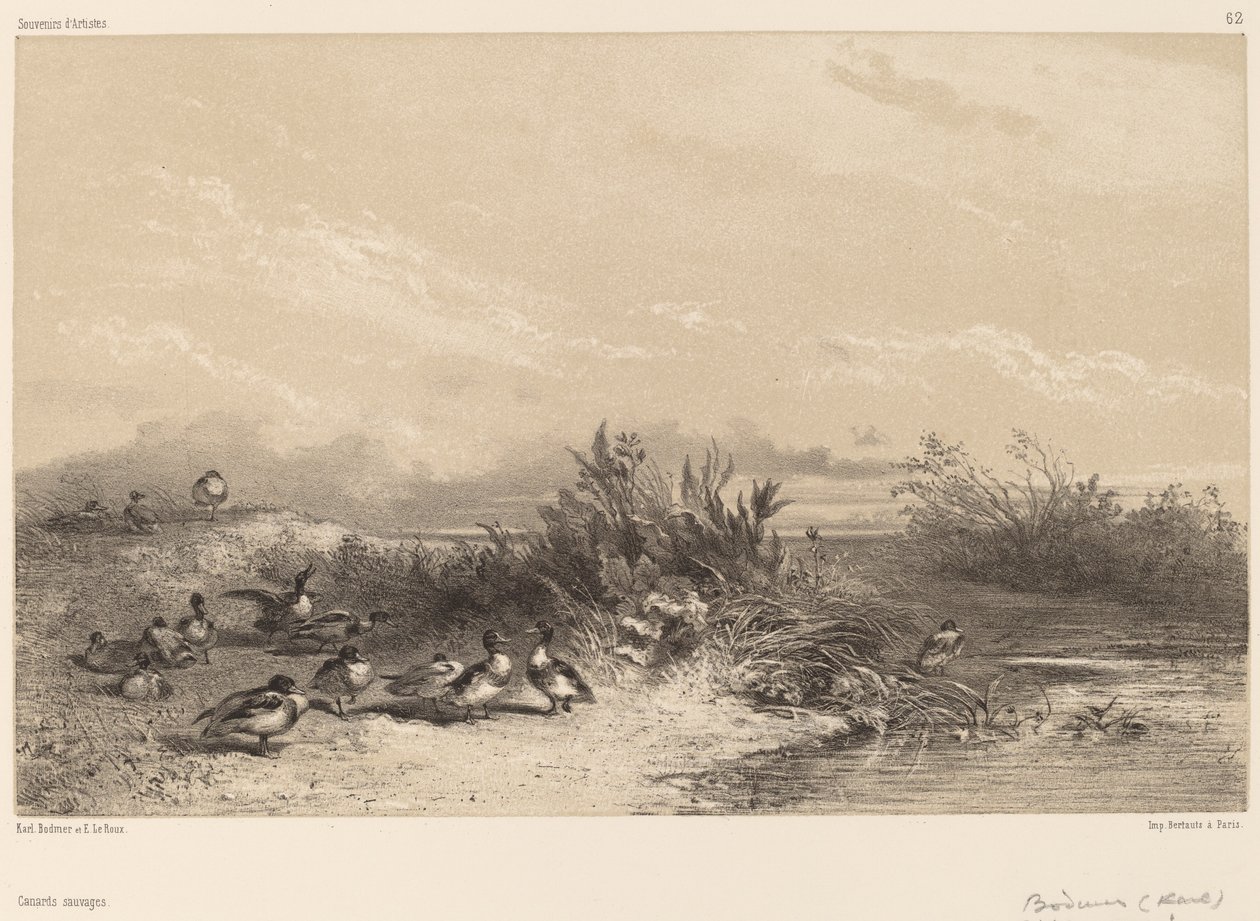 Wildenten von Karl Bodmer