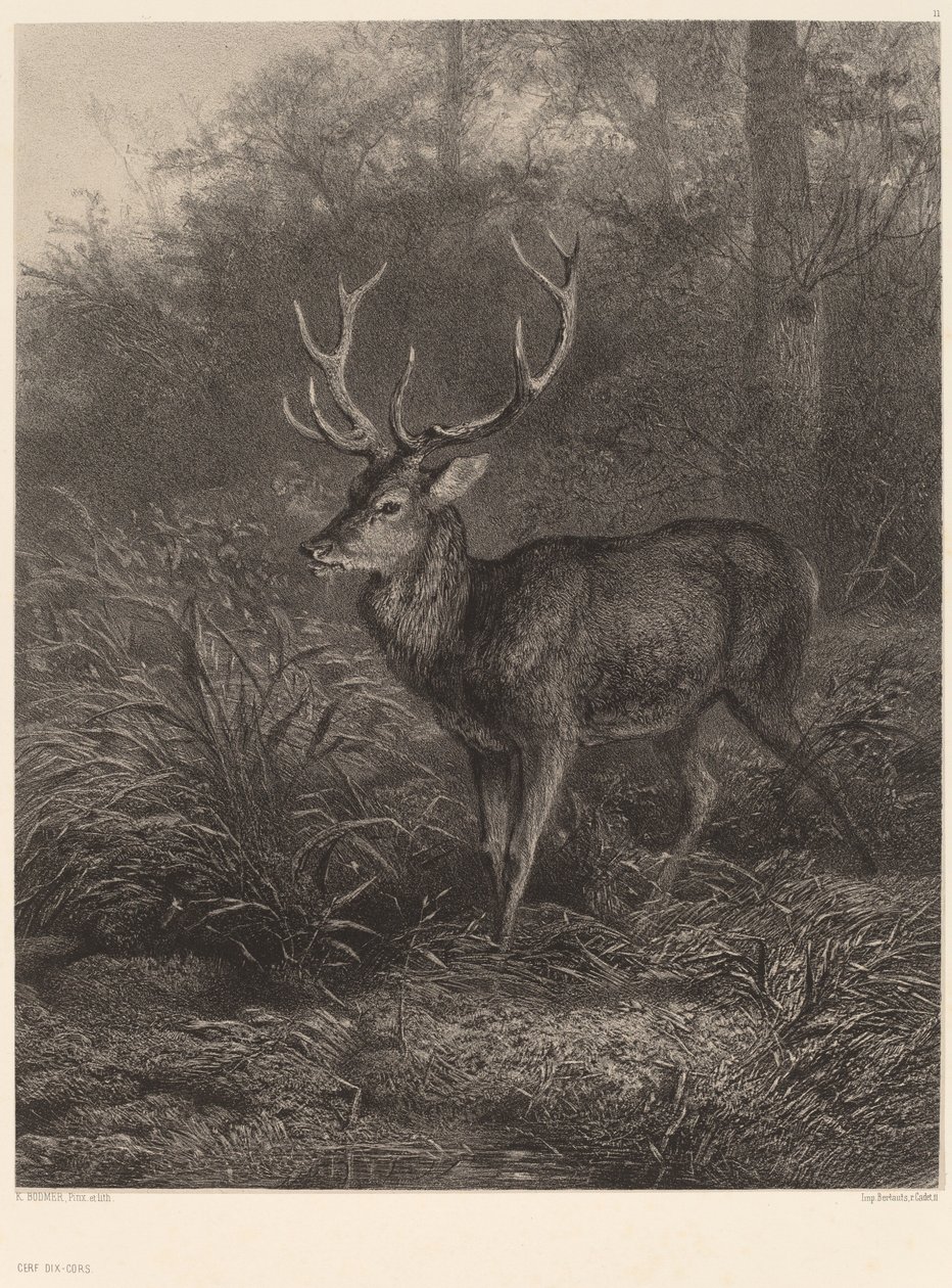 Zehnender Hirsch von Karl Bodmer