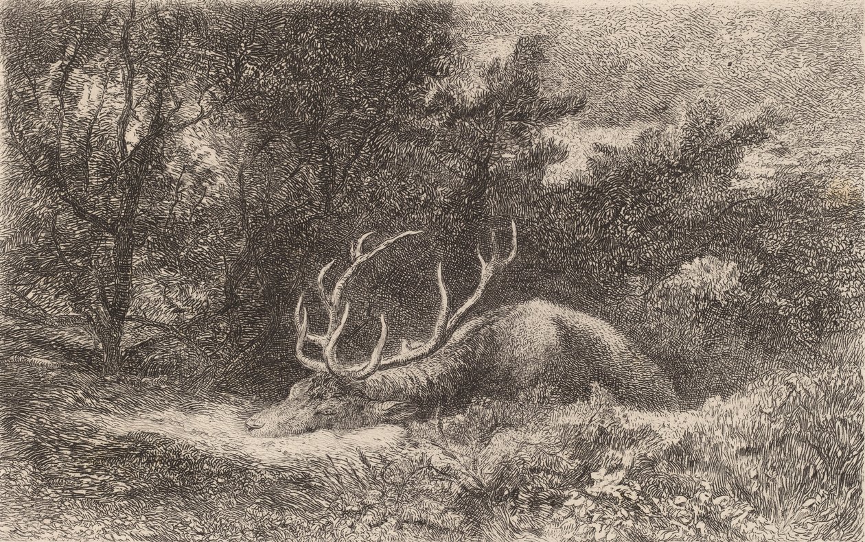 Cerf a la Reposee von Karl Bodmer