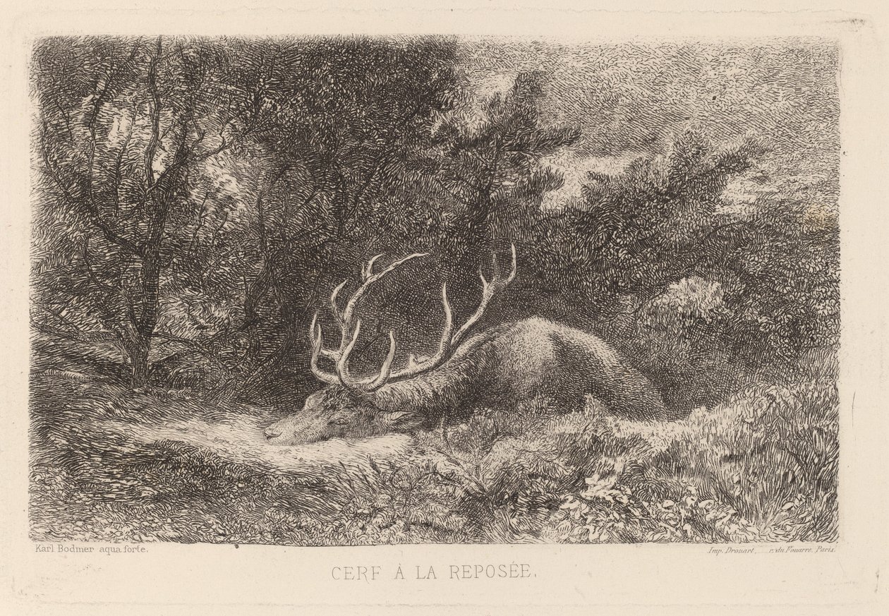 Hirsch in Ruhe von Karl Bodmer