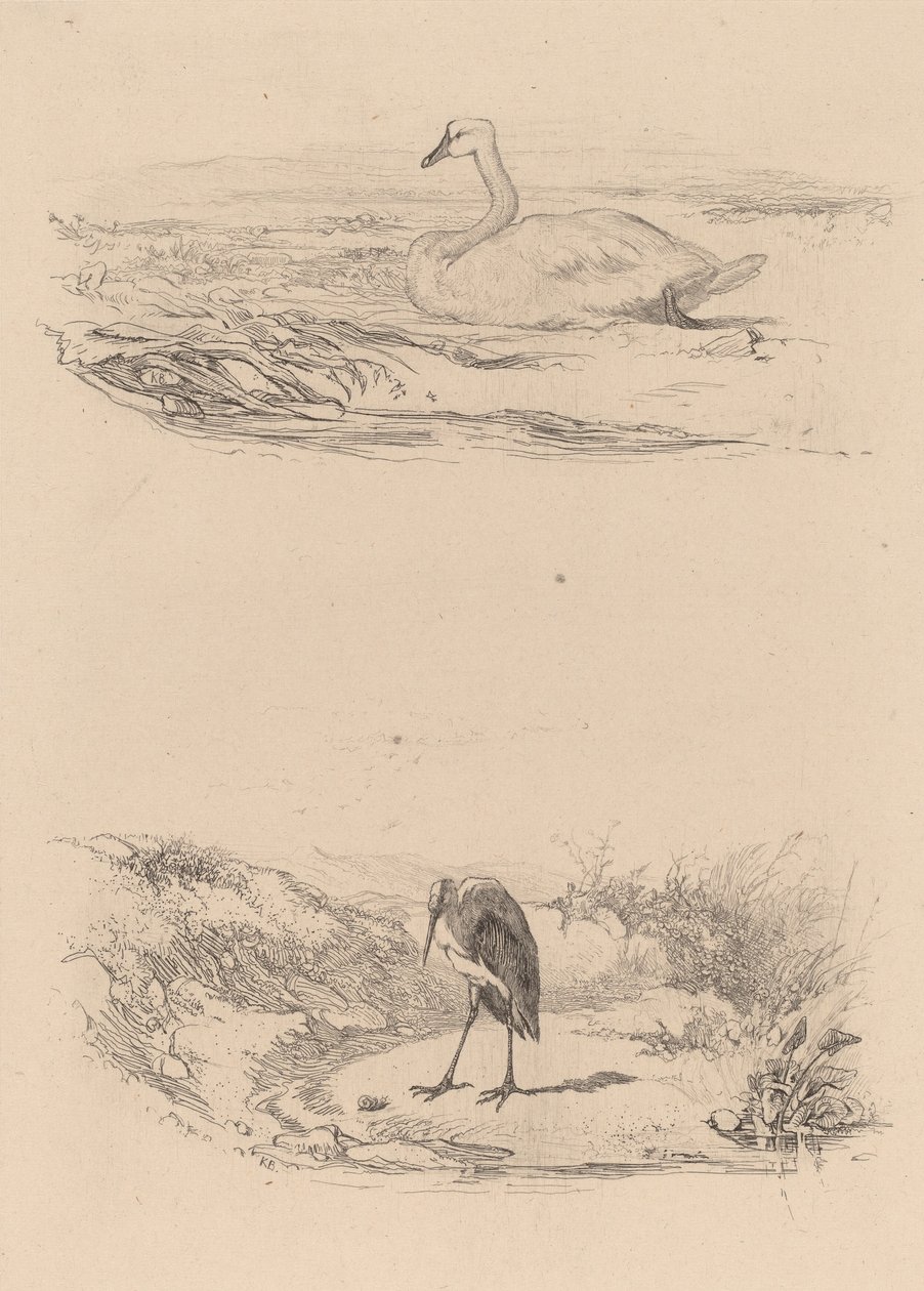 Schwan, Reiher von Karl Bodmer