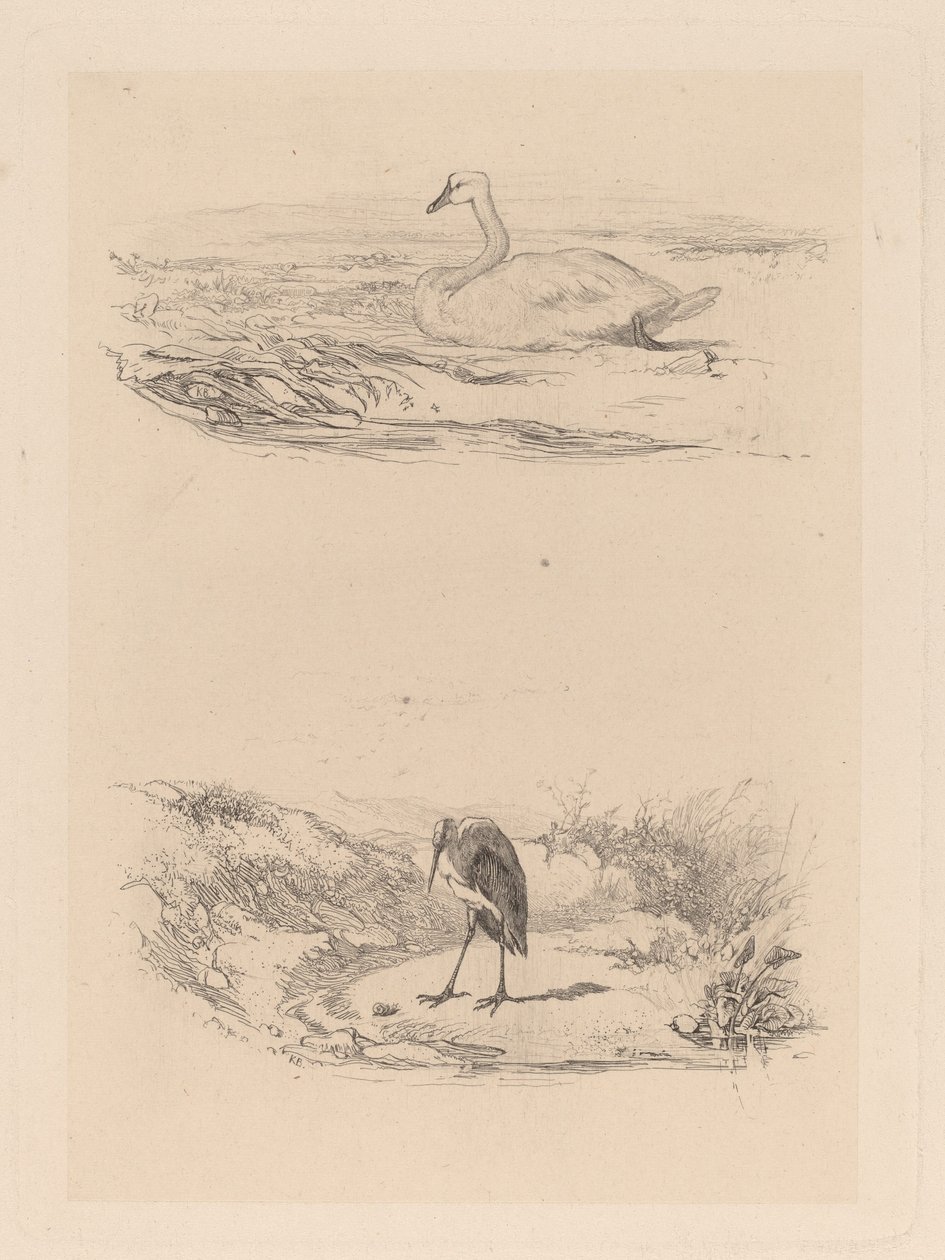 Schwan, Reiher von Karl Bodmer