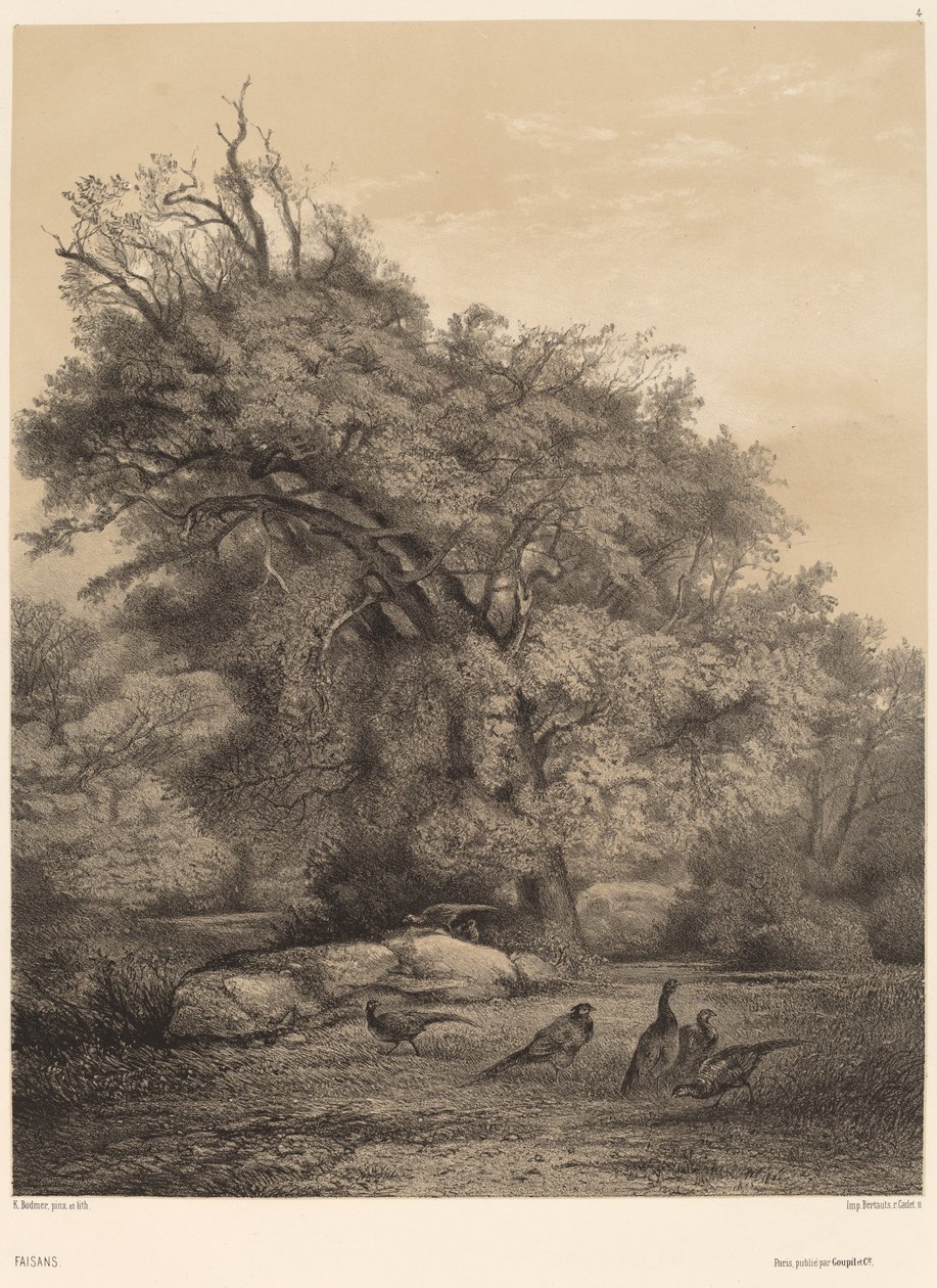 Fasane von Karl Bodmer