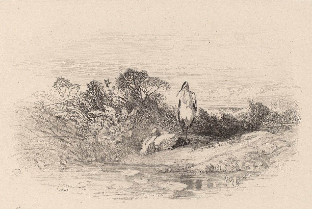 Die zwei Reiher von Karl Bodmer