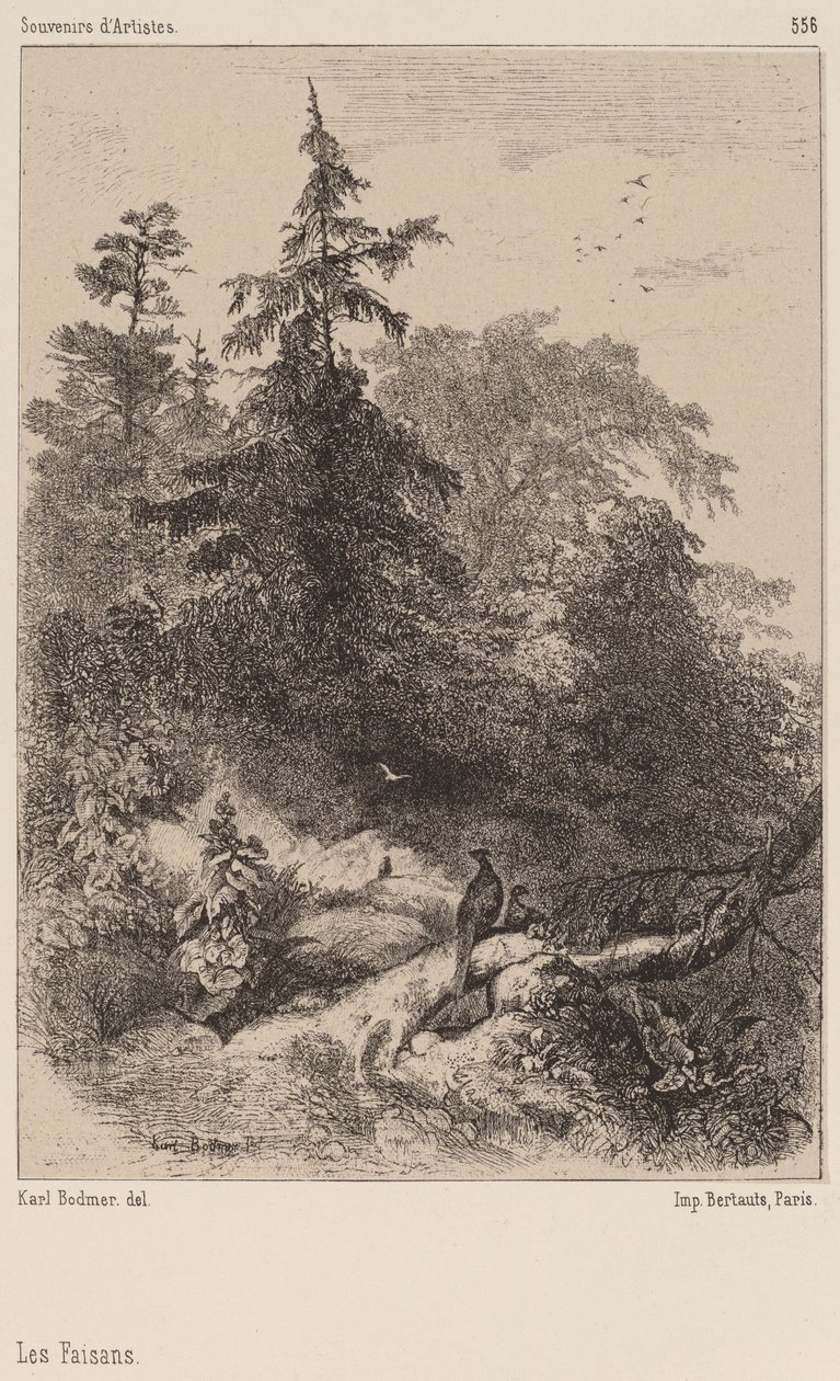 Die Fasane von Karl Bodmer