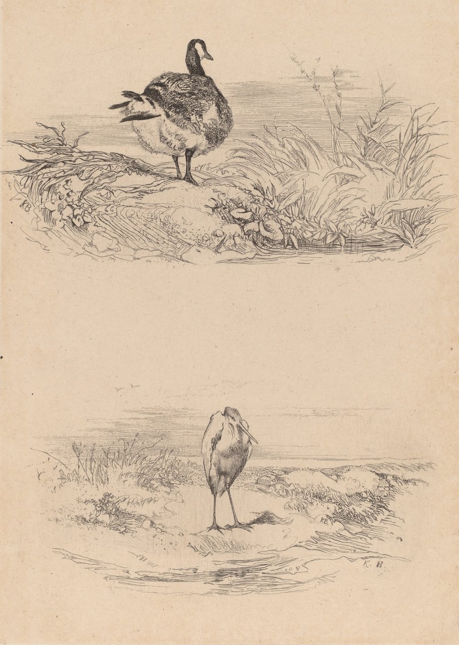 Gans, Reiher von Karl Bodmer
