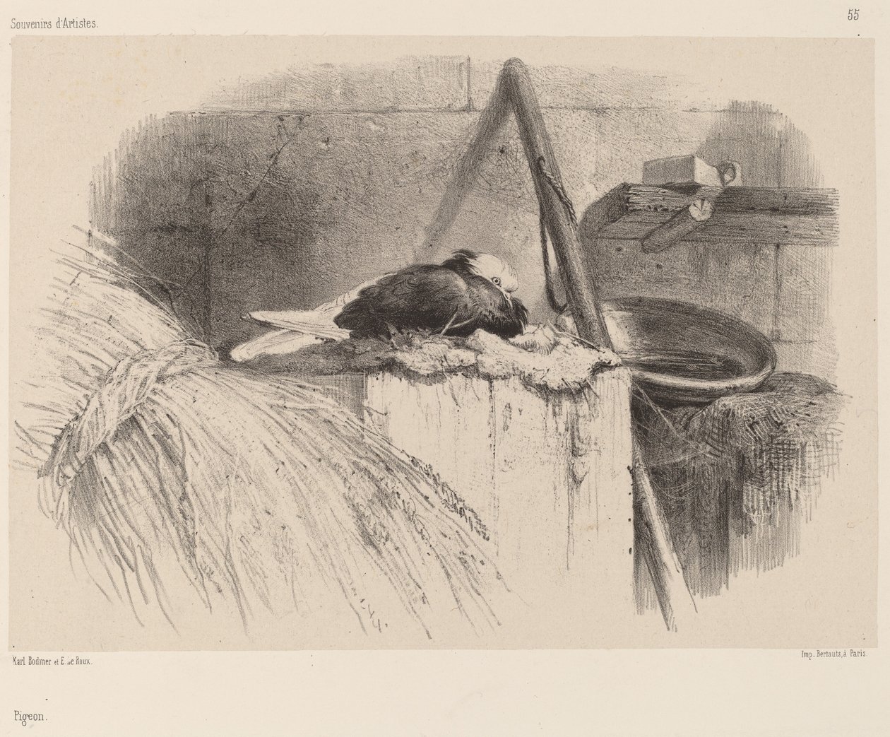 Taube von Karl Bodmer