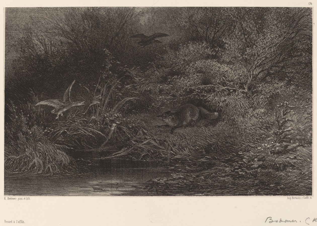 Renard auf der Lauer von Karl Bodmer