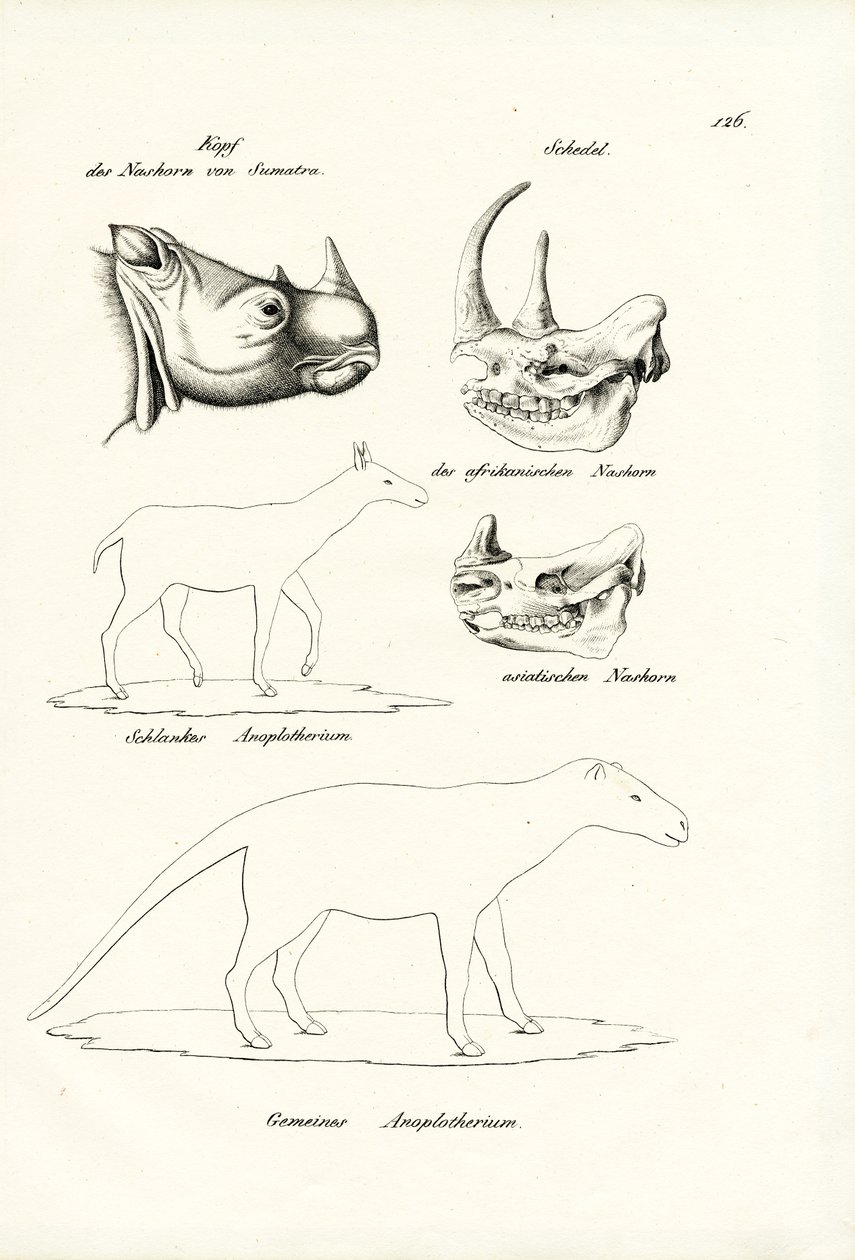 Kopf des Sumatra-Nashorns, 1824 von Karl Joseph Brodtmann