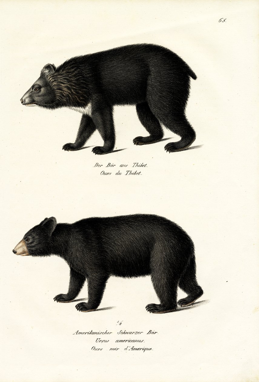 Himalaya-Schwarzbär, 1824 von Karl Joseph Brodtmann