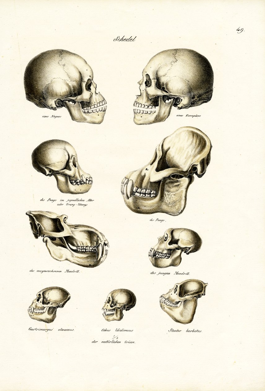 Menschliche Schädel, 1824 von Karl Joseph Brodtmann
