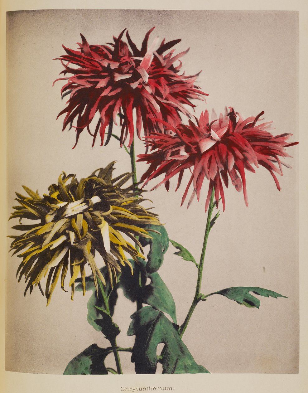 Chrysantheme von Kazumasa Ogawa