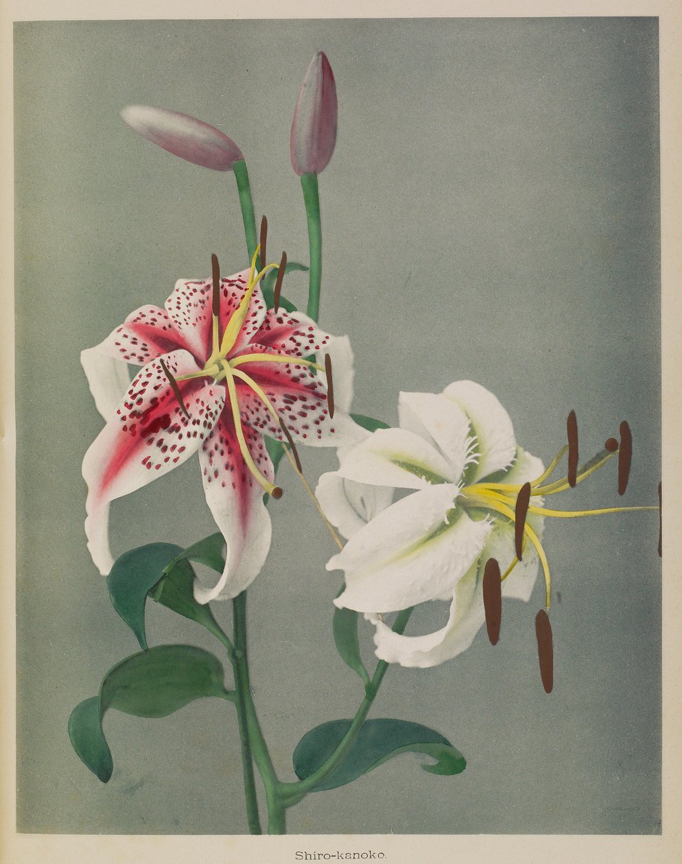 Lilie von Kazumasa Ogawa