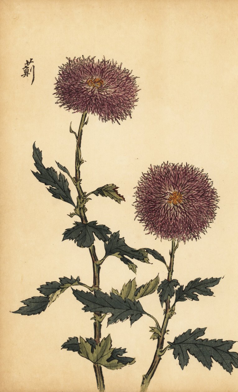 Hybride violette Chrysantheme (Gravur) von Keika Hasegawa