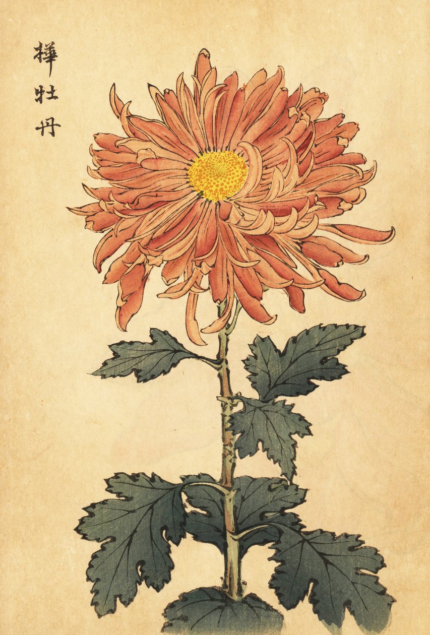 Hybride lachsrosa Chrysantheme von Keika Hasegawa