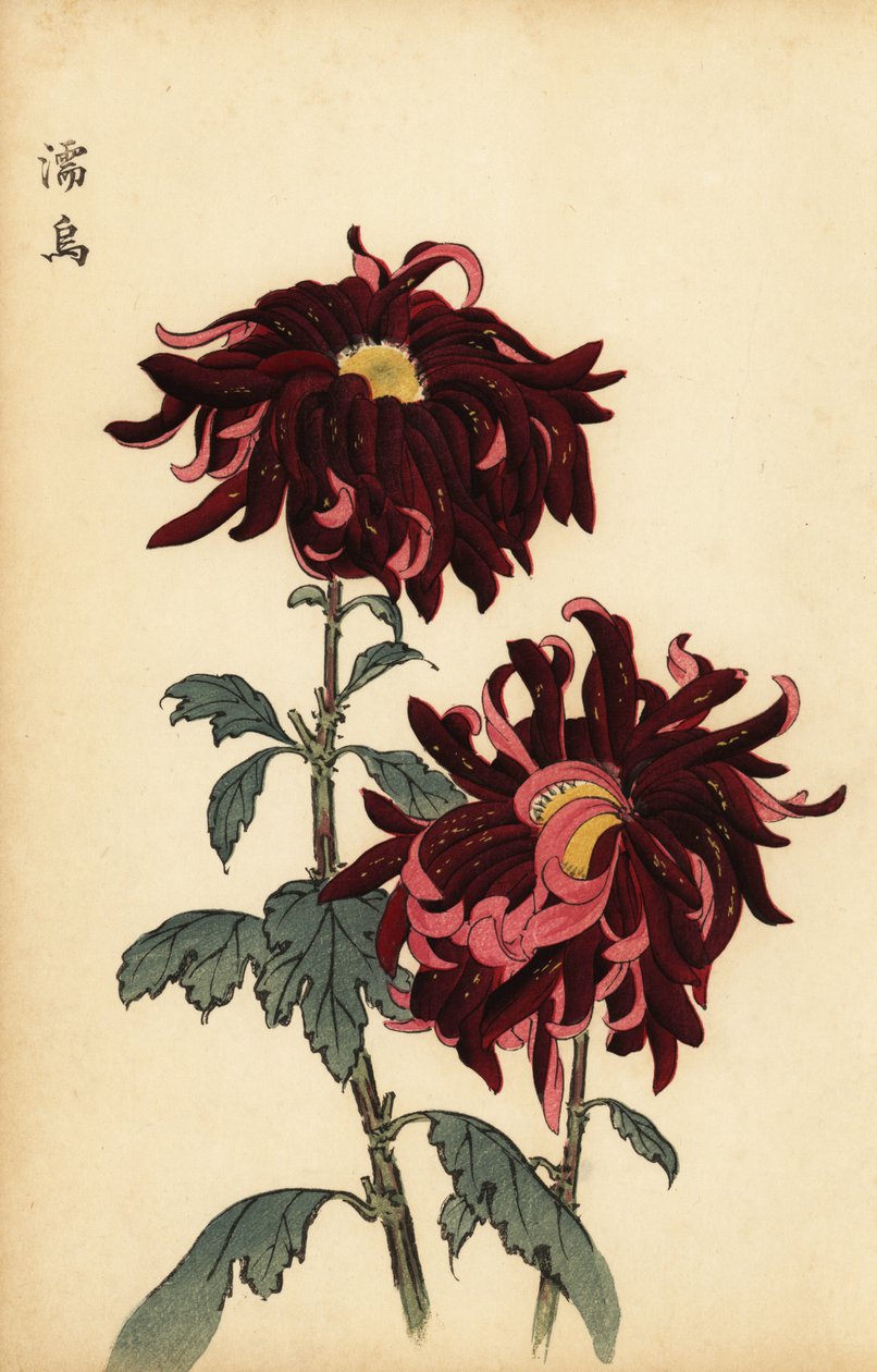Hybridisierte rot-rosa Chrysantheme (Gravur) von Keika Hasegawa