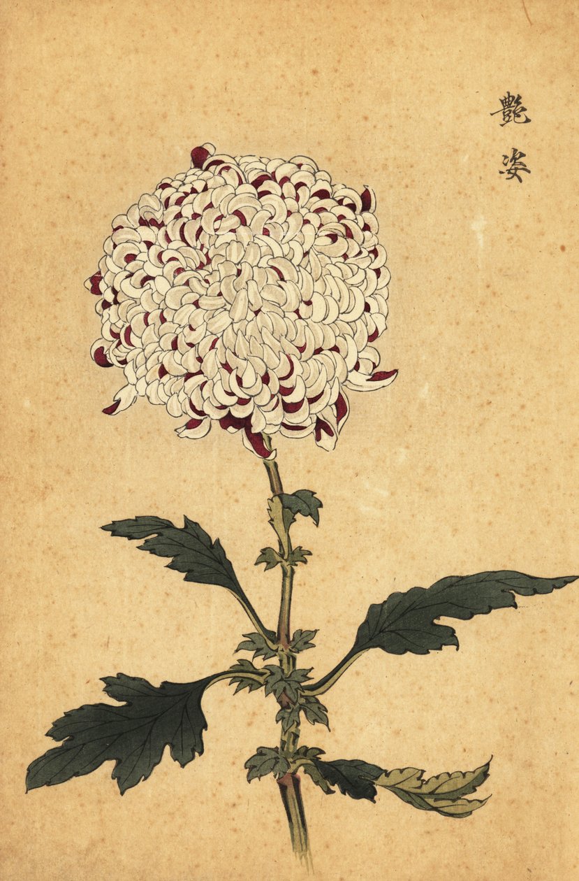 Hybride weiße und violette Pompon-Chrysantheme, 1893 (Gravur) von Keika Hasegawa