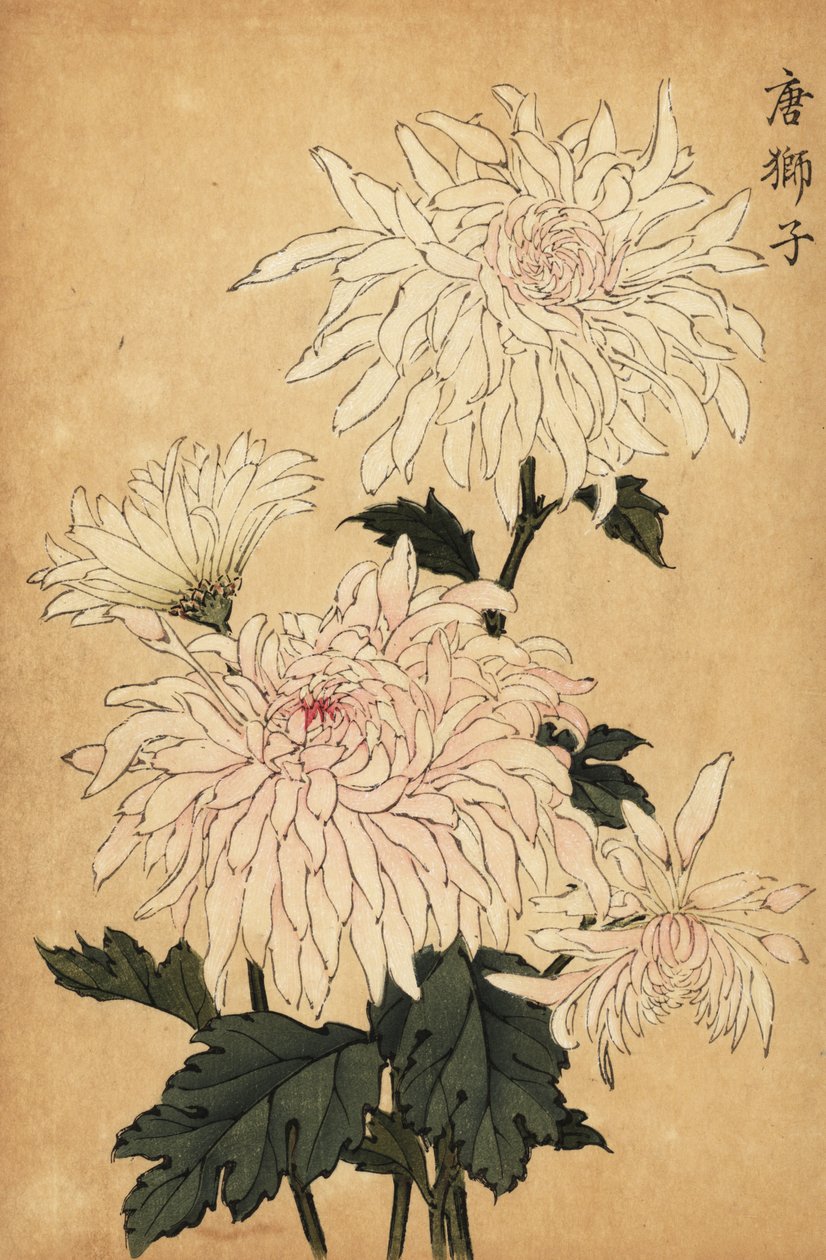 Hybride weiße Chrysantheme, Chrysanthemum indicum von Keika Hasegawa