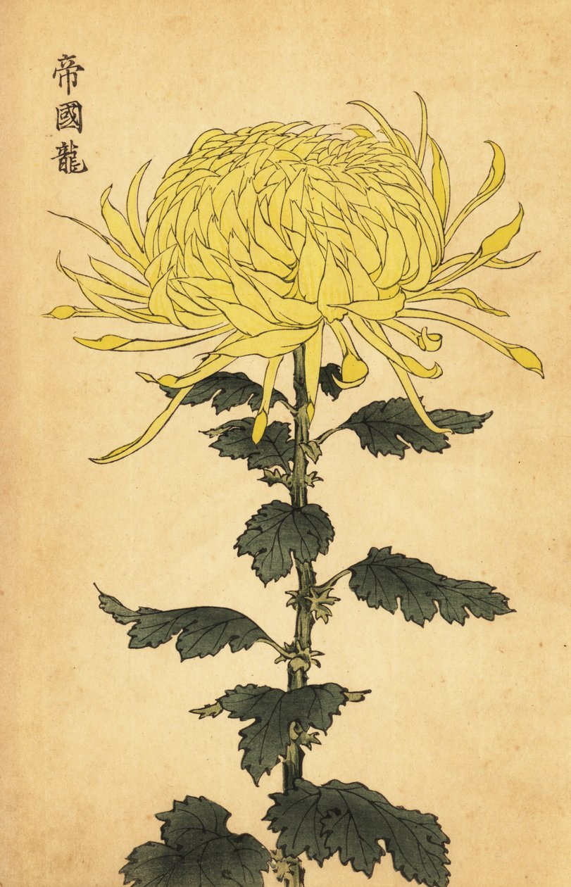 Hybride gelbe Chrysantheme von Keika Hasegawa