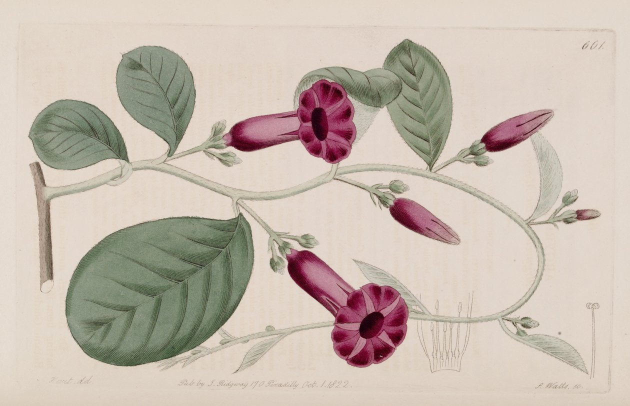 Argyreia cuneata von Ker Gawler
