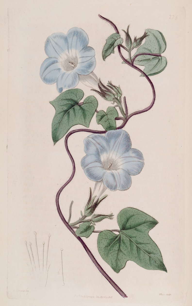 Ipomoea hederacea von Ker Gawler